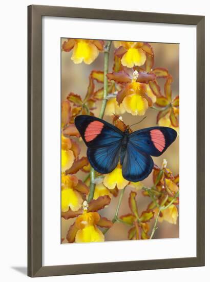 Painted Beauty Butterfly from the Amazon Region, Batesia Hypochlora-Darrell Gulin-Framed Photographic Print