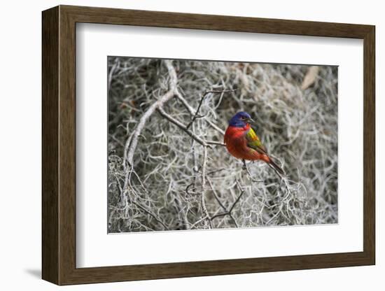 Painted Bunting, Little St Simons Island, Barrier Islands, Georgia-Pete Oxford-Framed Photographic Print