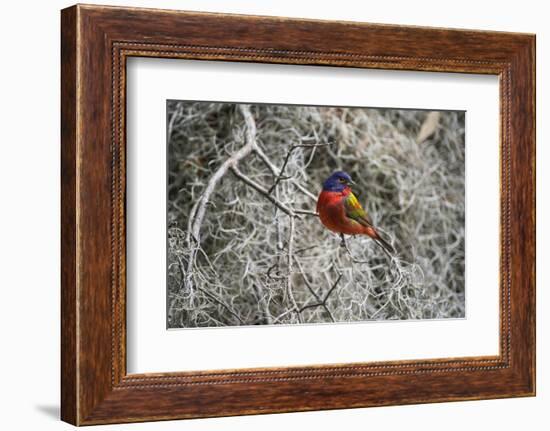 Painted Bunting, Little St Simons Island, Barrier Islands, Georgia-Pete Oxford-Framed Photographic Print