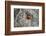 Painted Bunting, Little St Simons Island, Barrier Islands, Georgia-Pete Oxford-Framed Photographic Print