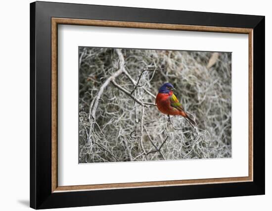 Painted Bunting, Little St Simons Island, Barrier Islands, Georgia-Pete Oxford-Framed Photographic Print