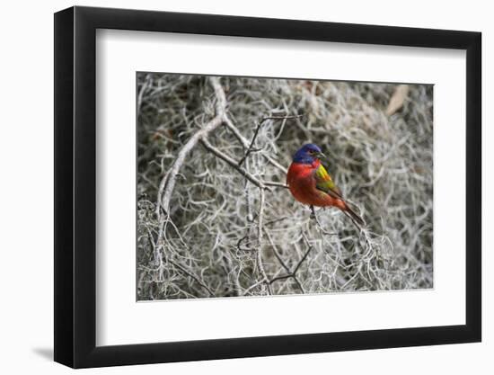 Painted Bunting, Little St Simons Island, Barrier Islands, Georgia-Pete Oxford-Framed Photographic Print