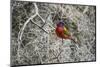 Painted Bunting, Little St Simons Island, Barrier Islands, Georgia-Pete Oxford-Mounted Photographic Print