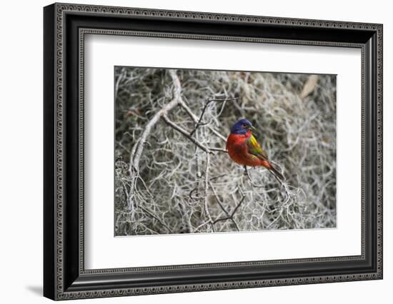 Painted Bunting, Little St Simons Island, Barrier Islands, Georgia-Pete Oxford-Framed Photographic Print