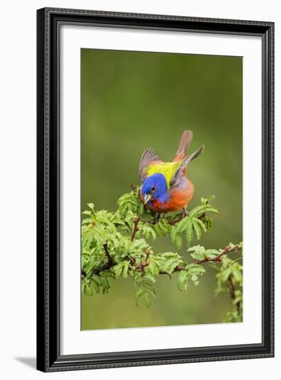 Painted Bunting Male on Breeding Territory-Larry Ditto-Framed Photographic Print