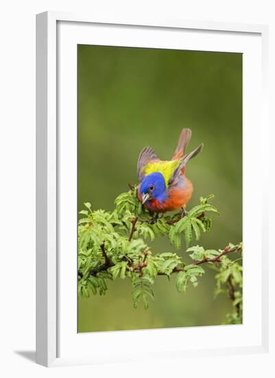 Painted Bunting Male on Breeding Territory-Larry Ditto-Framed Photographic Print