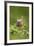 Painted Bunting Male on Breeding Territory-Larry Ditto-Framed Photographic Print