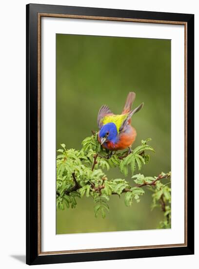 Painted Bunting Male on Breeding Territory-Larry Ditto-Framed Photographic Print