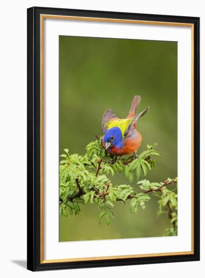 Painted Bunting Male on Breeding Territory-Larry Ditto-Framed Photographic Print