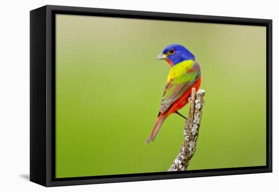 Painted Bunting male perched.-Larry Ditto-Framed Premier Image Canvas