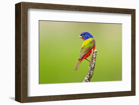 Painted Bunting male perched.-Larry Ditto-Framed Photographic Print