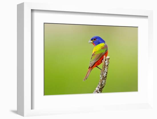 Painted Bunting male perched.-Larry Ditto-Framed Photographic Print