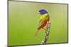 Painted Bunting male perched.-Larry Ditto-Mounted Photographic Print