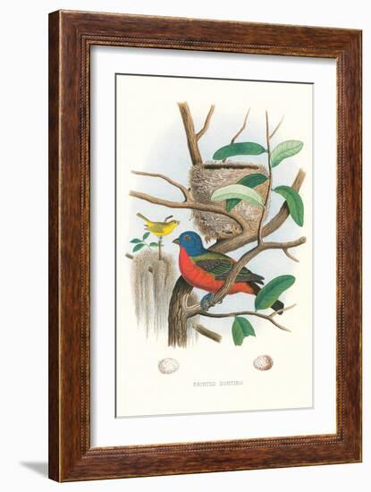 Painted Bunting Nest and Eggs-null-Framed Art Print