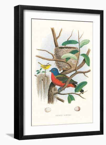 Painted Bunting Nest and Eggs-null-Framed Art Print