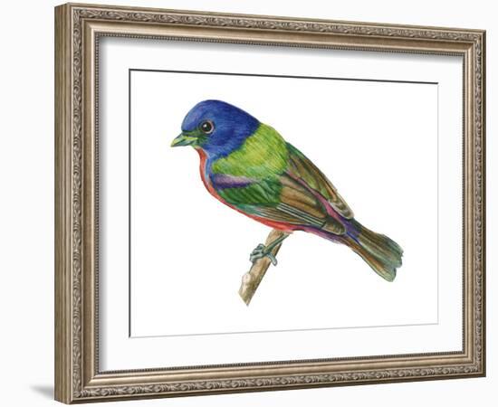 Painted Bunting (Passerina Ciris), Birds-Encyclopaedia Britannica-Framed Art Print