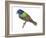 Painted Bunting (Passerina Ciris), Birds-Encyclopaedia Britannica-Framed Art Print