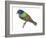 Painted Bunting (Passerina Ciris), Birds-Encyclopaedia Britannica-Framed Art Print