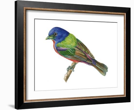 Painted Bunting (Passerina Ciris), Birds-Encyclopaedia Britannica-Framed Art Print