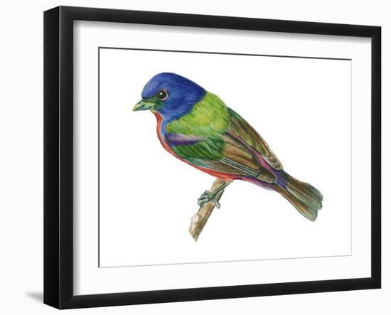 Painted Bunting (Passerina Ciris), Birds-Encyclopaedia Britannica-Framed Art Print