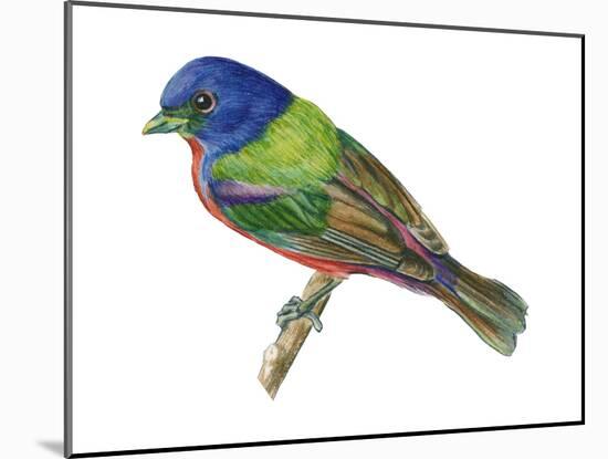 Painted Bunting (Passerina Ciris), Birds-Encyclopaedia Britannica-Mounted Art Print