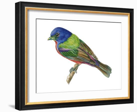 Painted Bunting (Passerina Ciris), Birds-Encyclopaedia Britannica-Framed Art Print