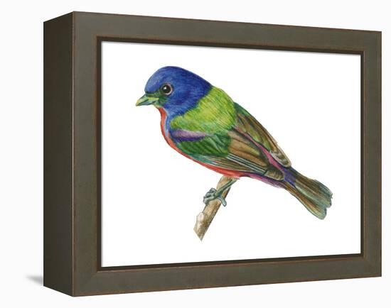 Painted Bunting (Passerina Ciris), Birds-Encyclopaedia Britannica-Framed Stretched Canvas