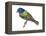 Painted Bunting (Passerina Ciris), Birds-Encyclopaedia Britannica-Framed Stretched Canvas