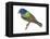 Painted Bunting (Passerina Ciris), Birds-Encyclopaedia Britannica-Framed Stretched Canvas