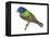 Painted Bunting (Passerina Ciris), Birds-Encyclopaedia Britannica-Framed Stretched Canvas