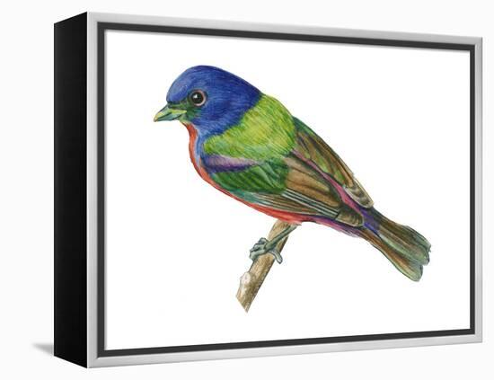 Painted Bunting (Passerina Ciris), Birds-Encyclopaedia Britannica-Framed Stretched Canvas