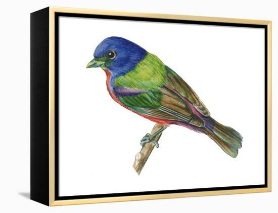 Painted Bunting (Passerina Ciris), Birds-Encyclopaedia Britannica-Framed Stretched Canvas