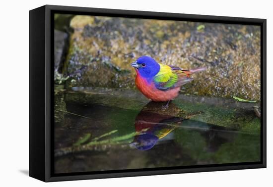 Painted Bunting (Passerina ciris) in spring-Larry Ditto-Framed Premier Image Canvas