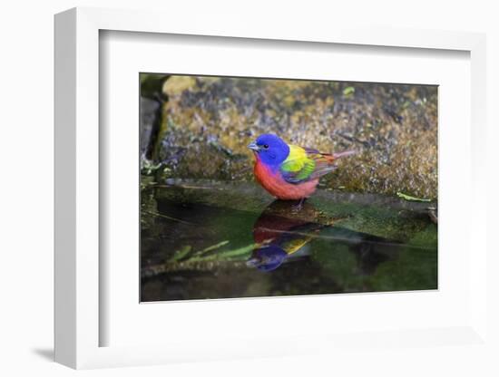 Painted Bunting (Passerina ciris) in spring-Larry Ditto-Framed Photographic Print