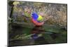 Painted Bunting (Passerina ciris) in spring-Larry Ditto-Mounted Photographic Print