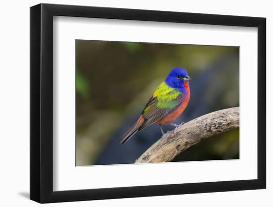 Painted Bunting (Passerina ciris) in spring-Larry Ditto-Framed Photographic Print