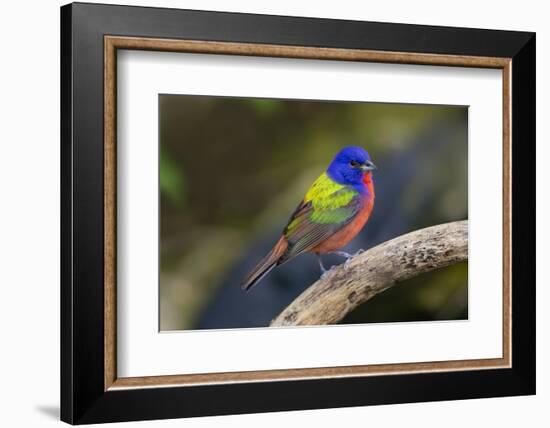 Painted Bunting (Passerina ciris) in spring-Larry Ditto-Framed Photographic Print