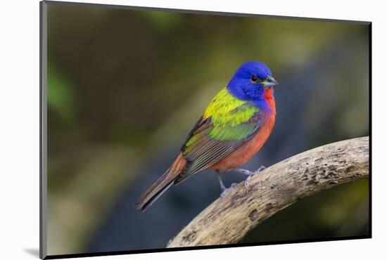 Painted Bunting (Passerina ciris) in spring-Larry Ditto-Mounted Photographic Print