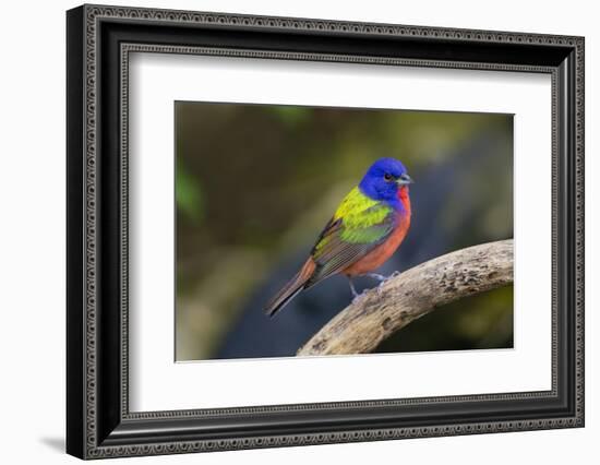 Painted Bunting (Passerina ciris) in spring-Larry Ditto-Framed Photographic Print