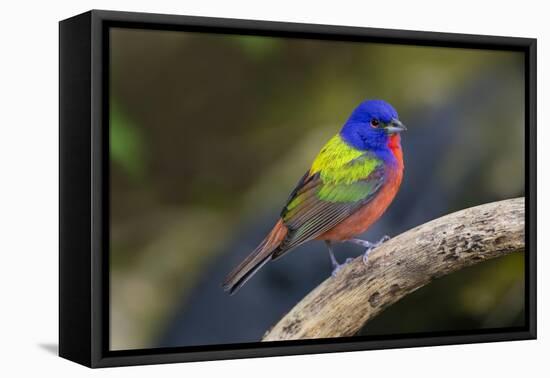 Painted Bunting (Passerina ciris) in spring-Larry Ditto-Framed Premier Image Canvas