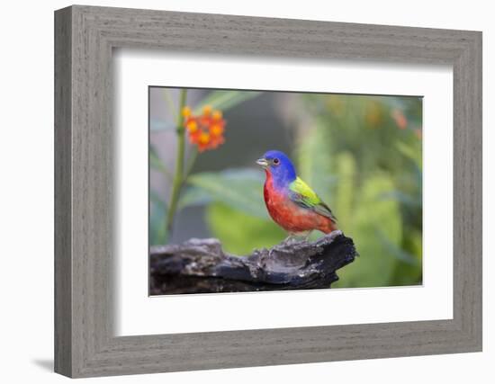 Painted Bunting (Passerina Ciris) Male Perched-Larry Ditto-Framed Photographic Print