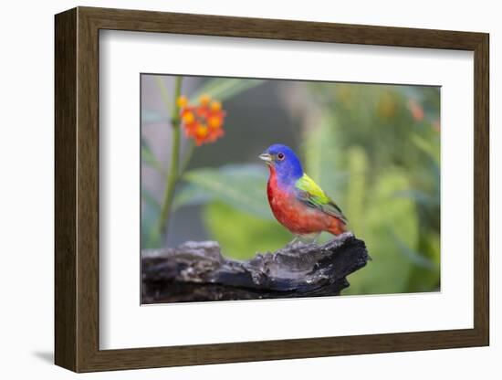 Painted Bunting (Passerina Ciris) Male Perched-Larry Ditto-Framed Photographic Print