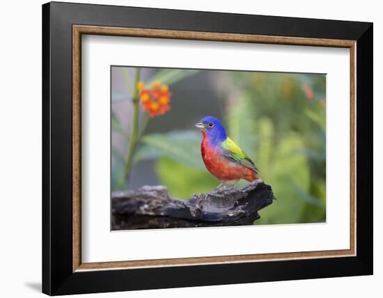 Painted Bunting (Passerina Ciris) Male Perched-Larry Ditto-Framed Photographic Print