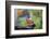 Painted Bunting (Passerina Ciris) Male Perched-Larry Ditto-Framed Photographic Print