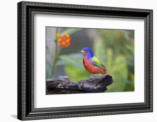 Painted Bunting (Passerina Ciris) Male Perched-Larry Ditto-Framed Photographic Print