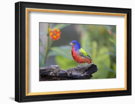 Painted Bunting (Passerina Ciris) Male Perched-Larry Ditto-Framed Photographic Print