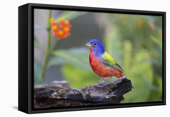 Painted Bunting (Passerina Ciris) Male Perched-Larry Ditto-Framed Premier Image Canvas