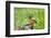 Painted Bunting (Passerina ciris) perched-Larry Ditto-Framed Photographic Print