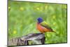 Painted Bunting (Passerina ciris) perched-Larry Ditto-Mounted Photographic Print