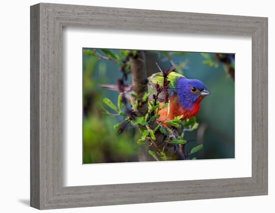 Painted bunting perched on branch, Texas, USA-Karine Aigner-Framed Photographic Print